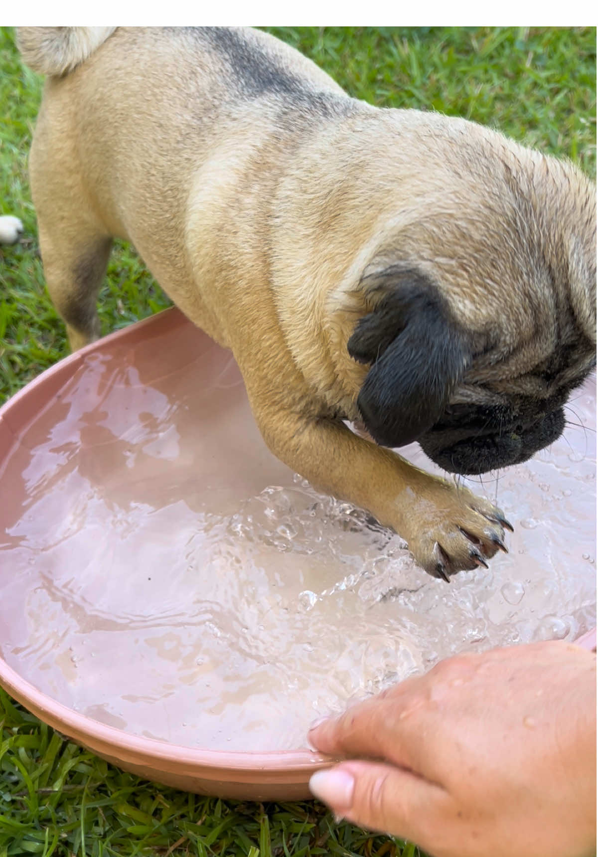 @pugSofyHarry