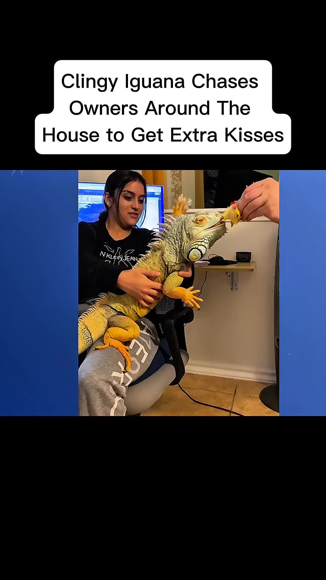 @cddle_buddies_channel