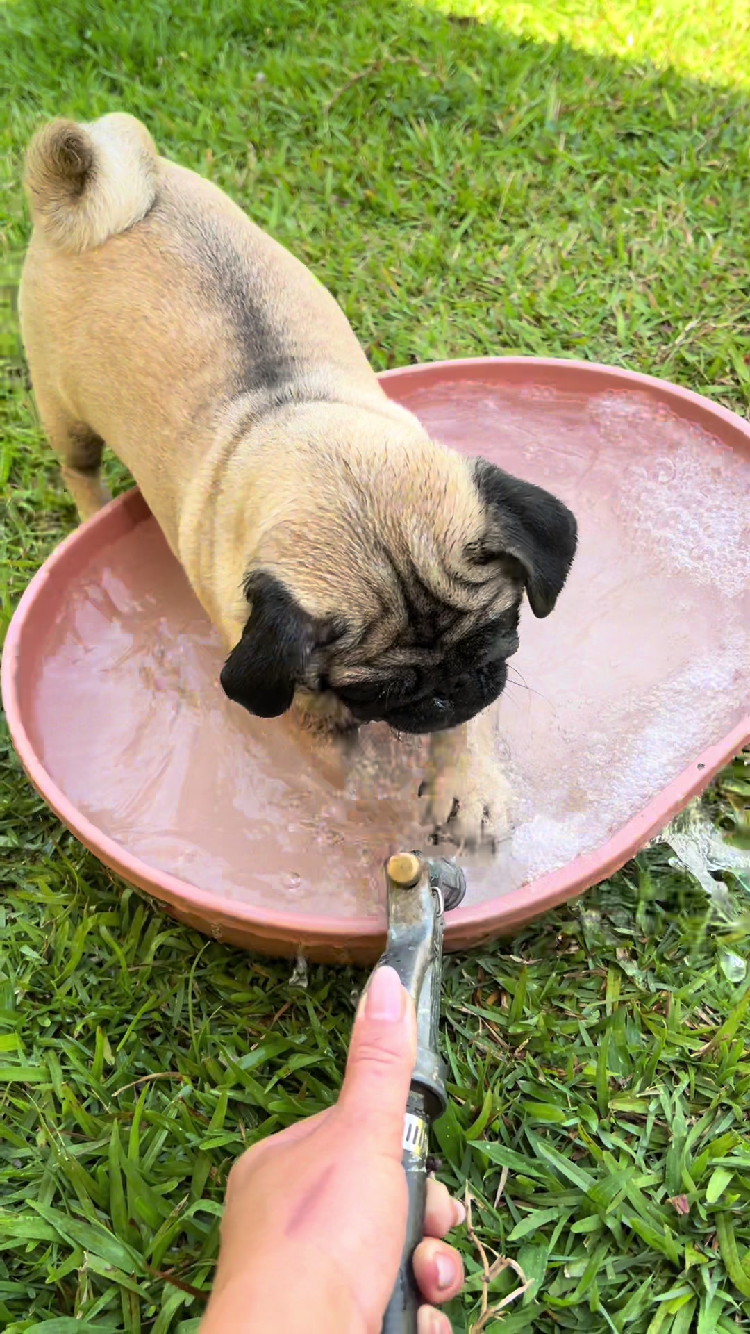 @pugSofyHarry