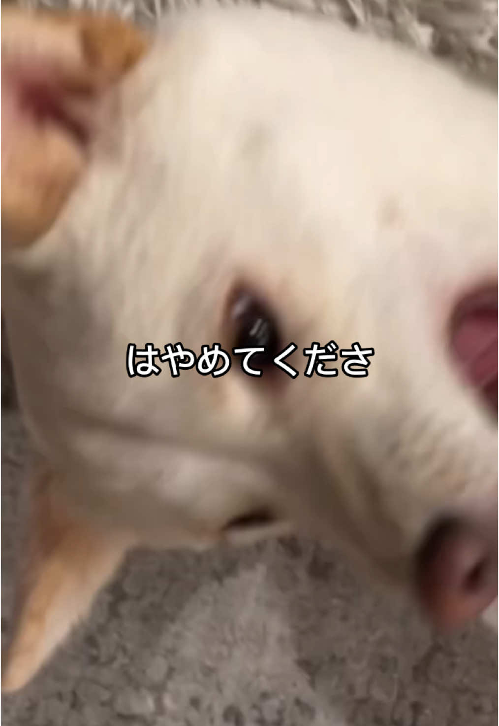 @dashibz