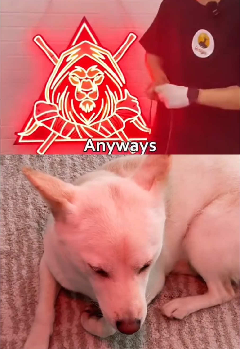 @dashibz