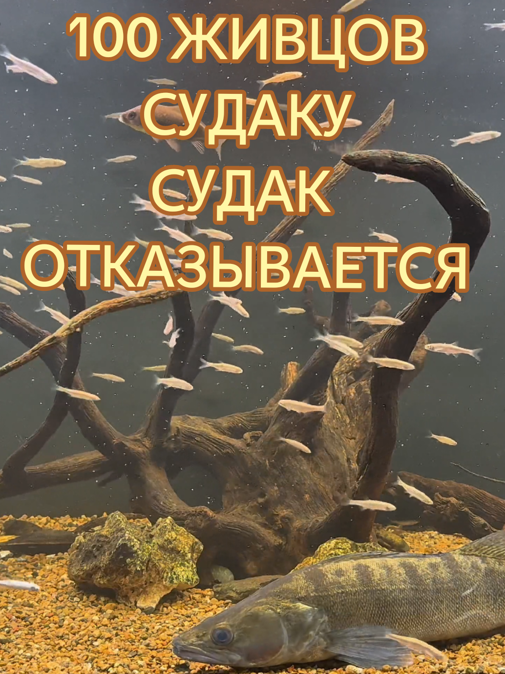 @Судак в Аквариуме