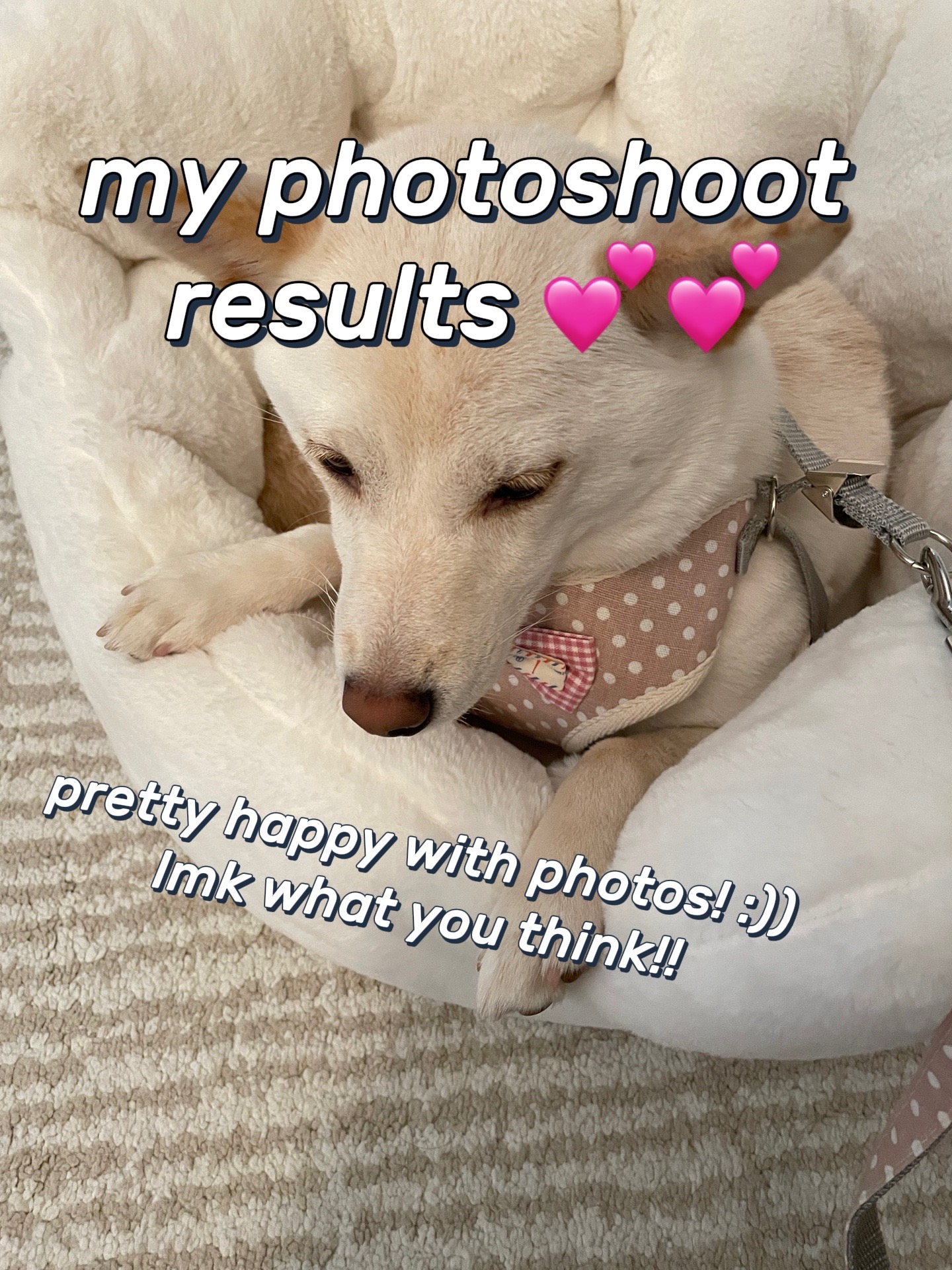 @dashibz
