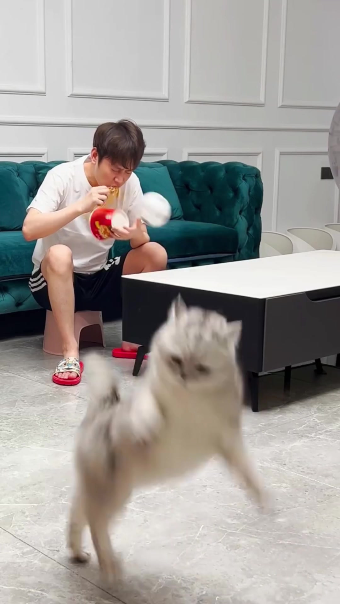 @🤣Cute Funny Pets🤣