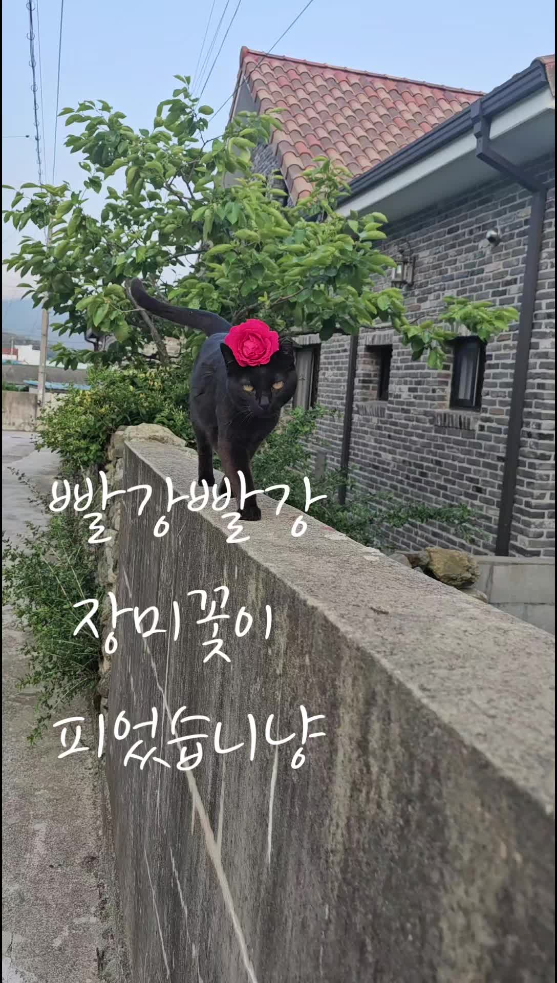 @검은고양이 터보