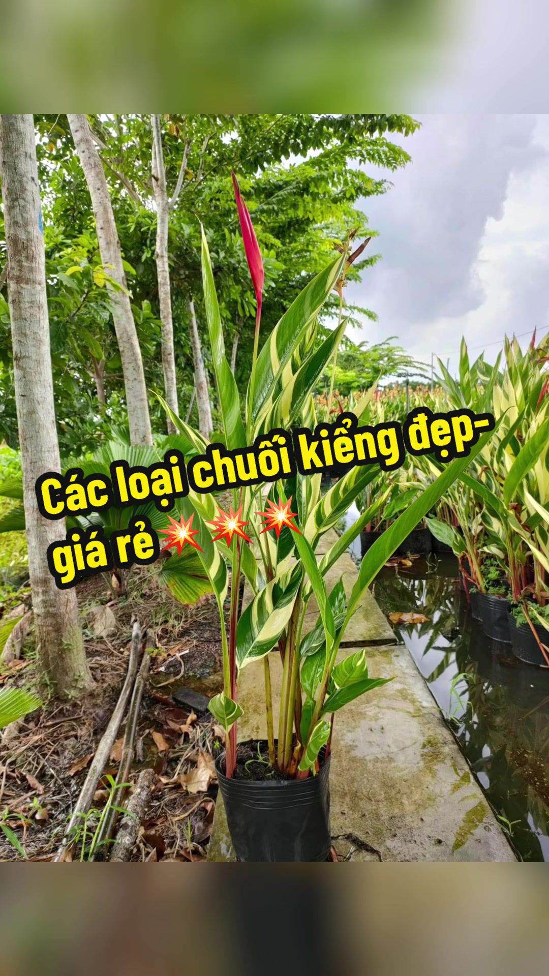 @Tiệm L&aacute; Nhỏ