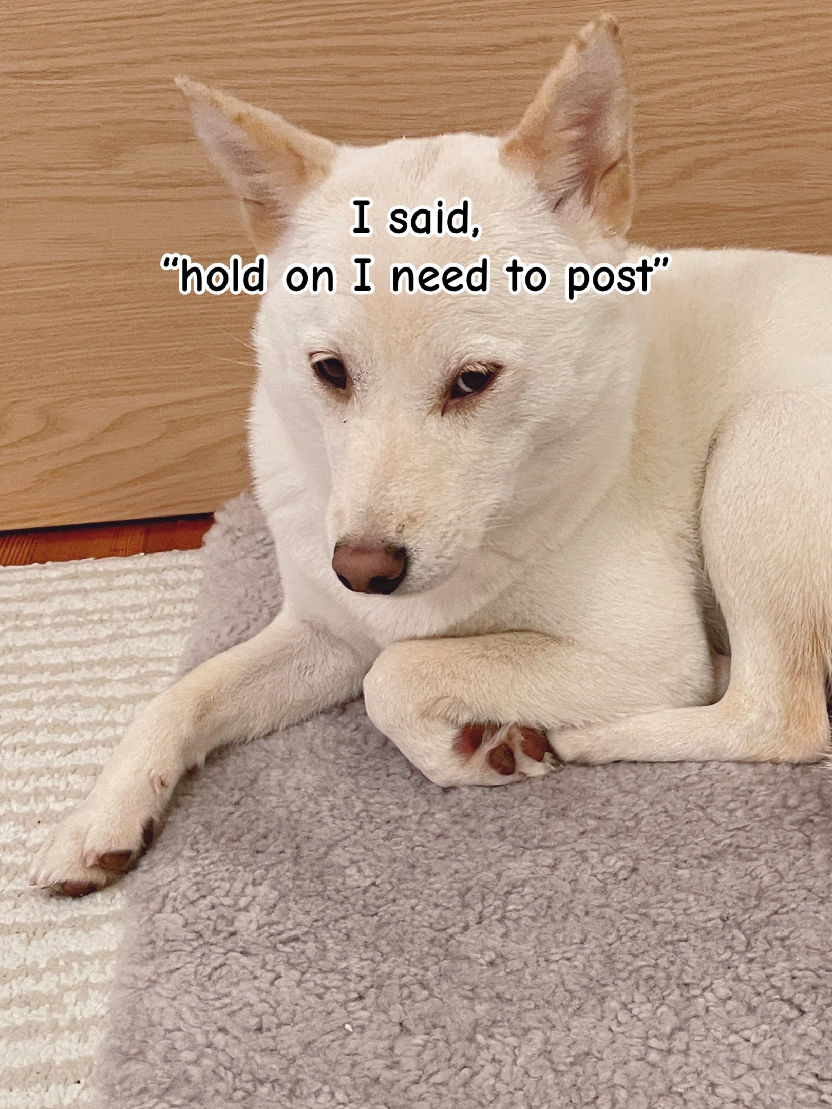 @dashibz