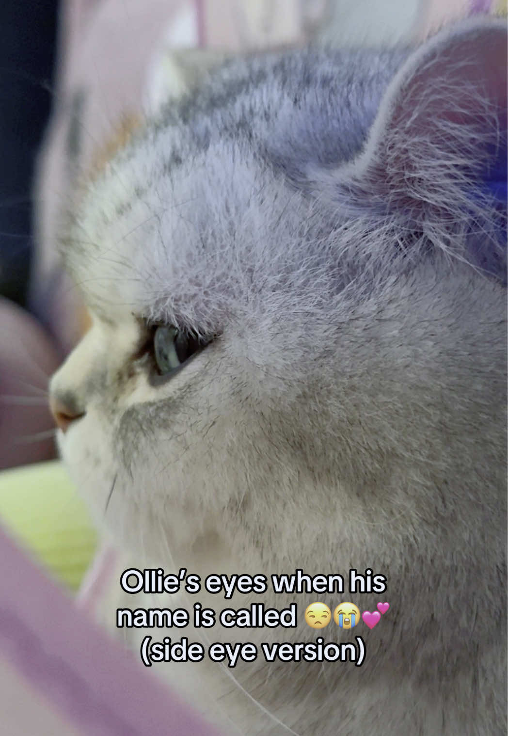 @Ollie the Cat