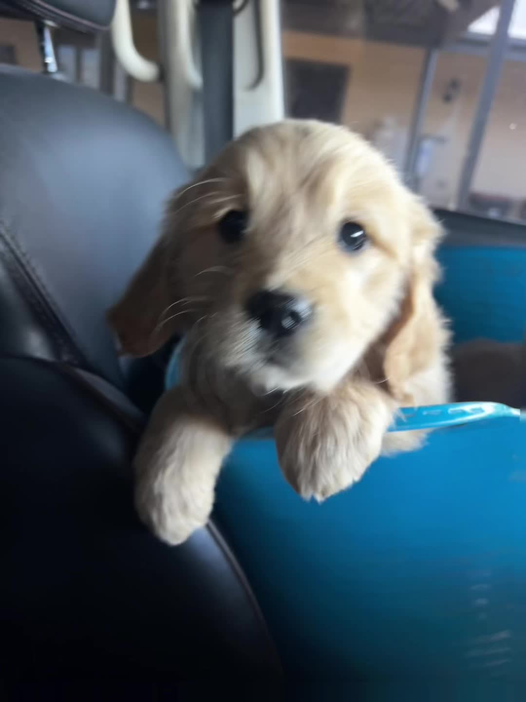 @HighCountryRetrievers