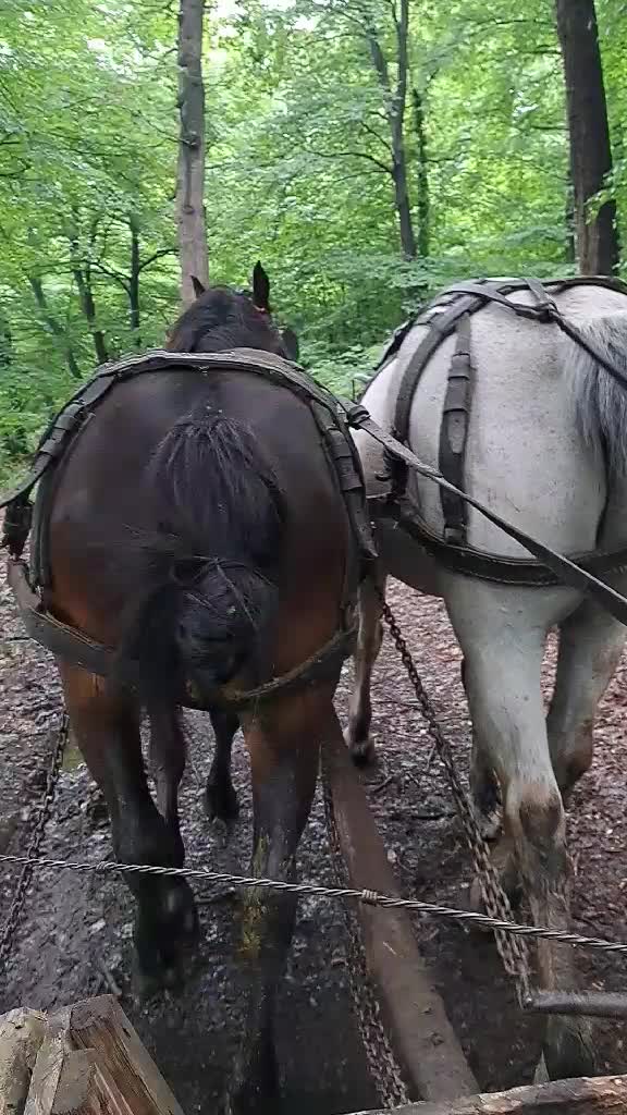 @călin