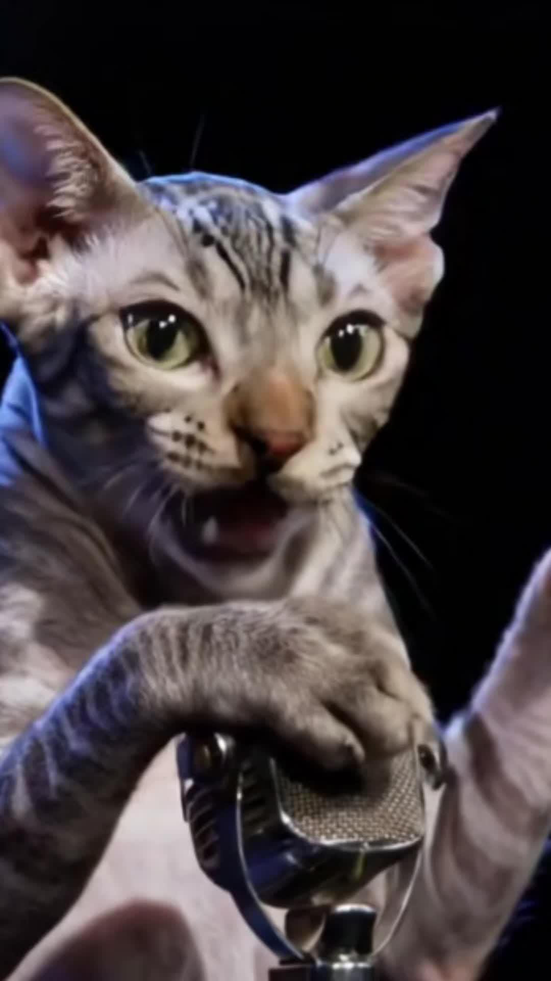 @comedyclubcats