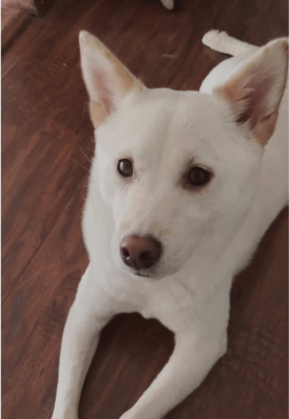 @dashibz
