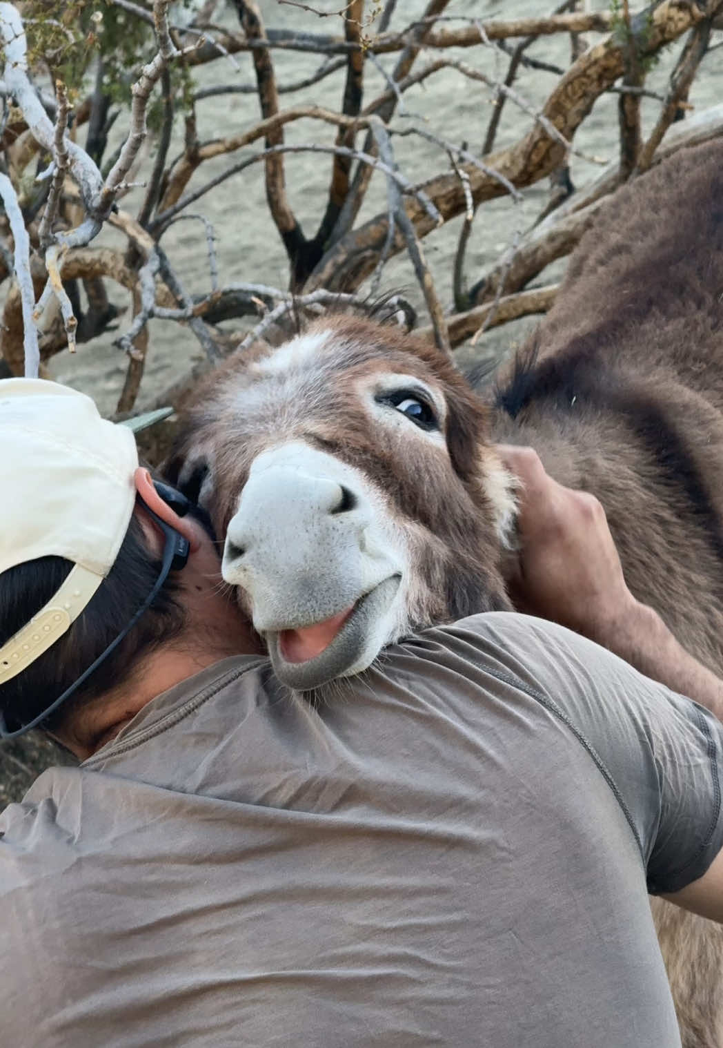 @mojaveminidonkeys