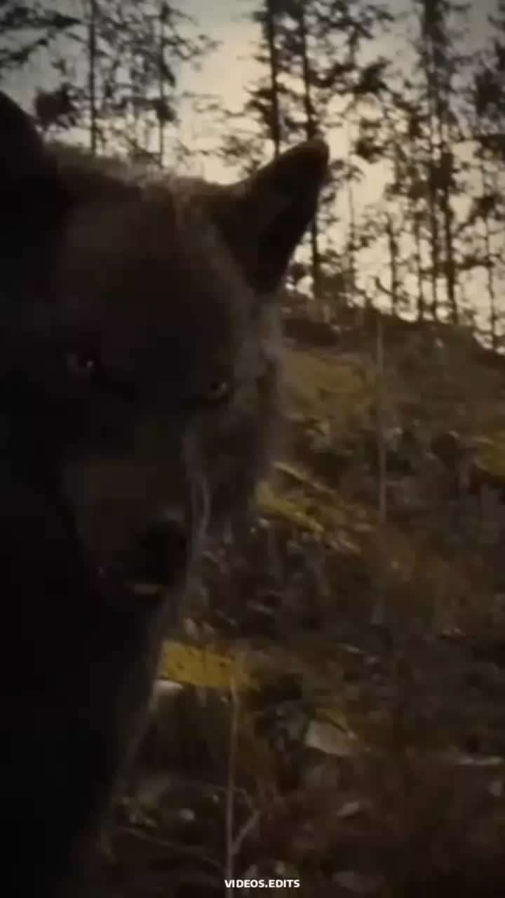 @𝑩𝒂𝒃𝒚𝑾𝒐𝒍𝒇🐺🥀