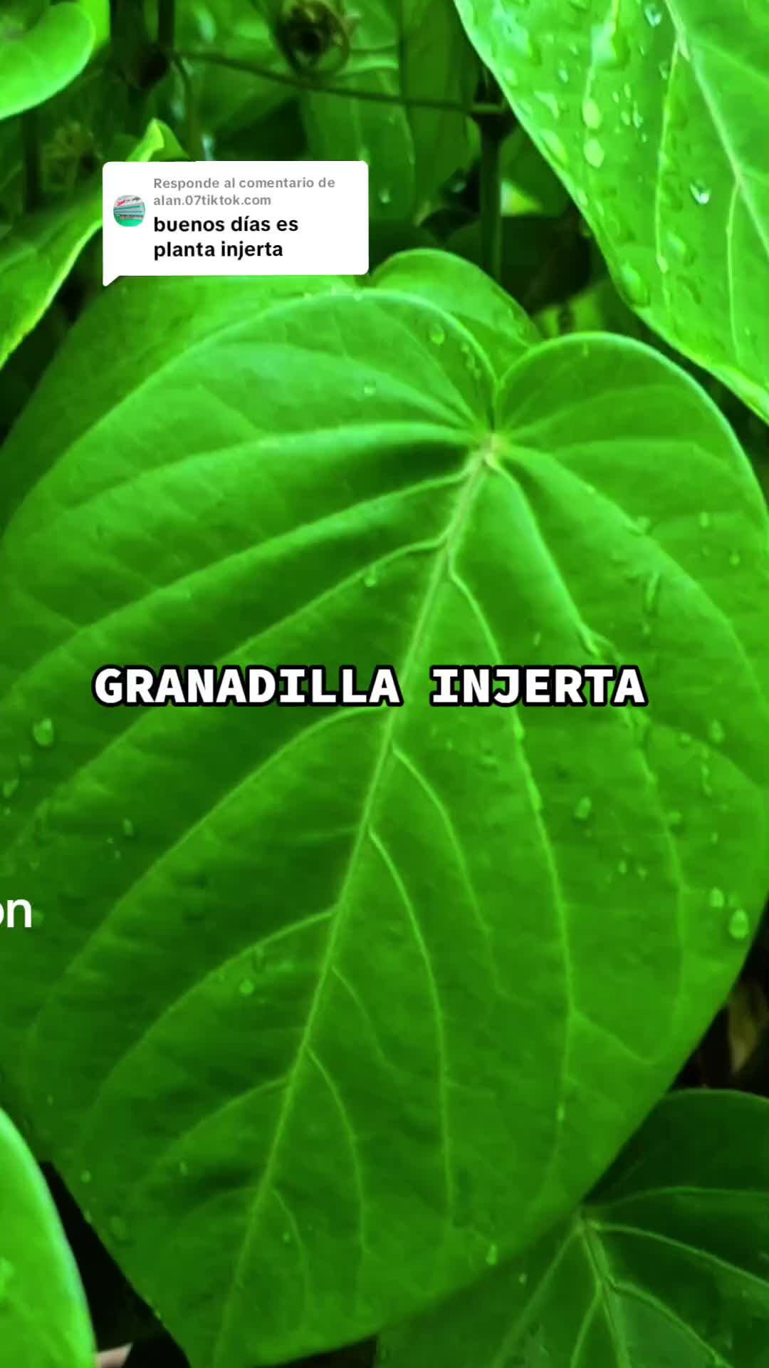 @Germi Plantas 🌱