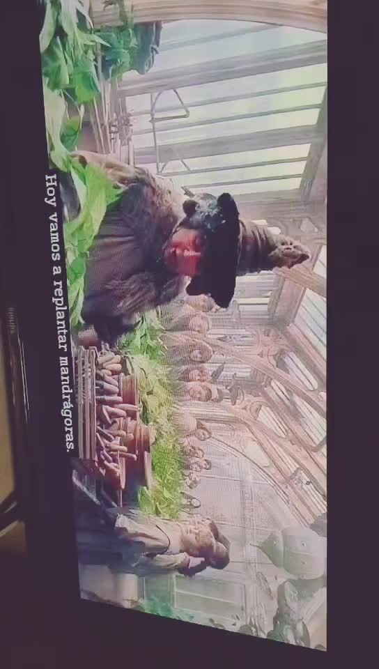 @Hefziba DJ