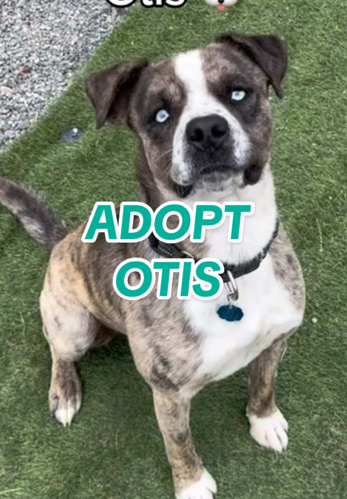 @Adopt a Pet