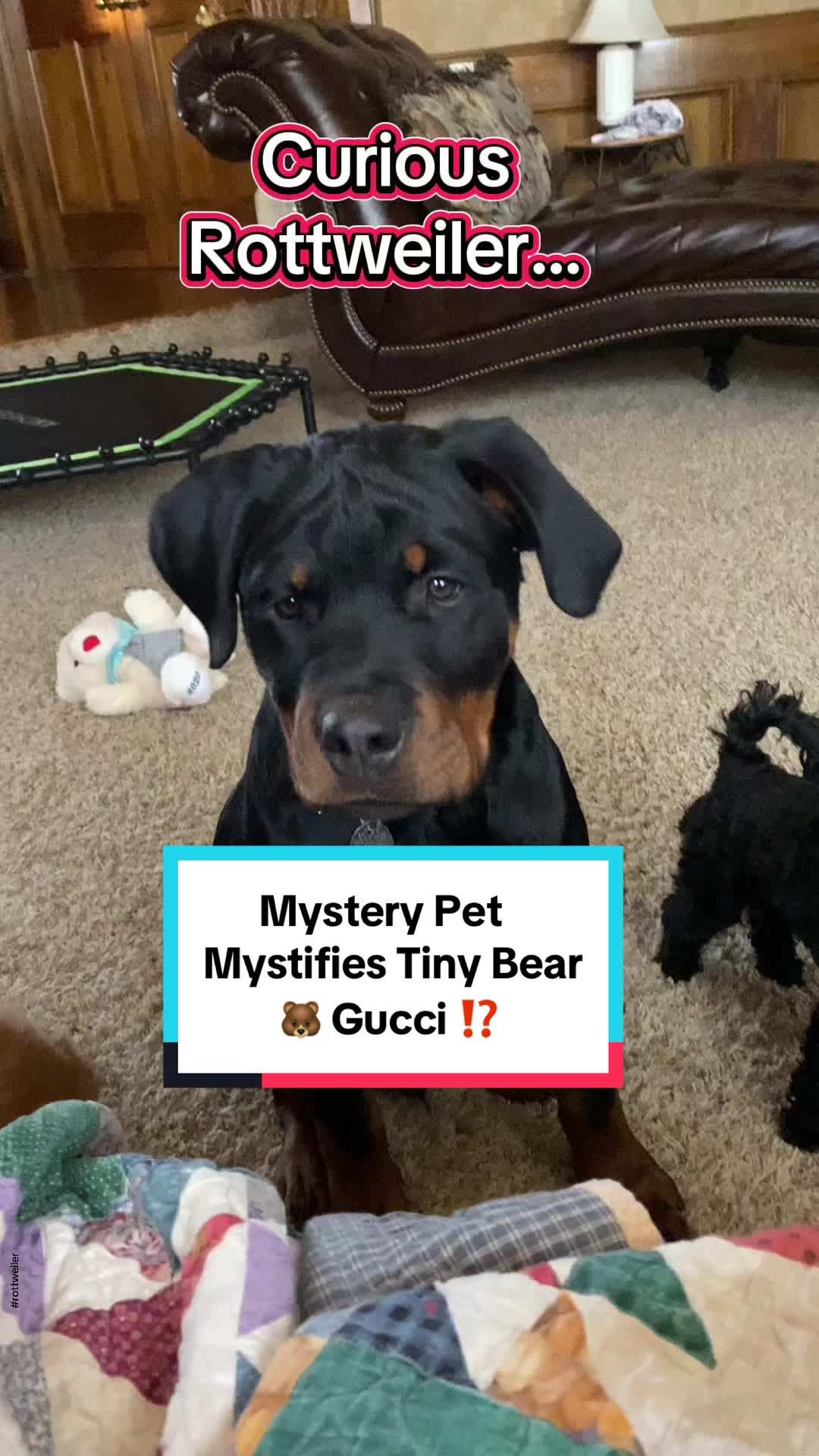 @Tiny Bear & Tiny Horse