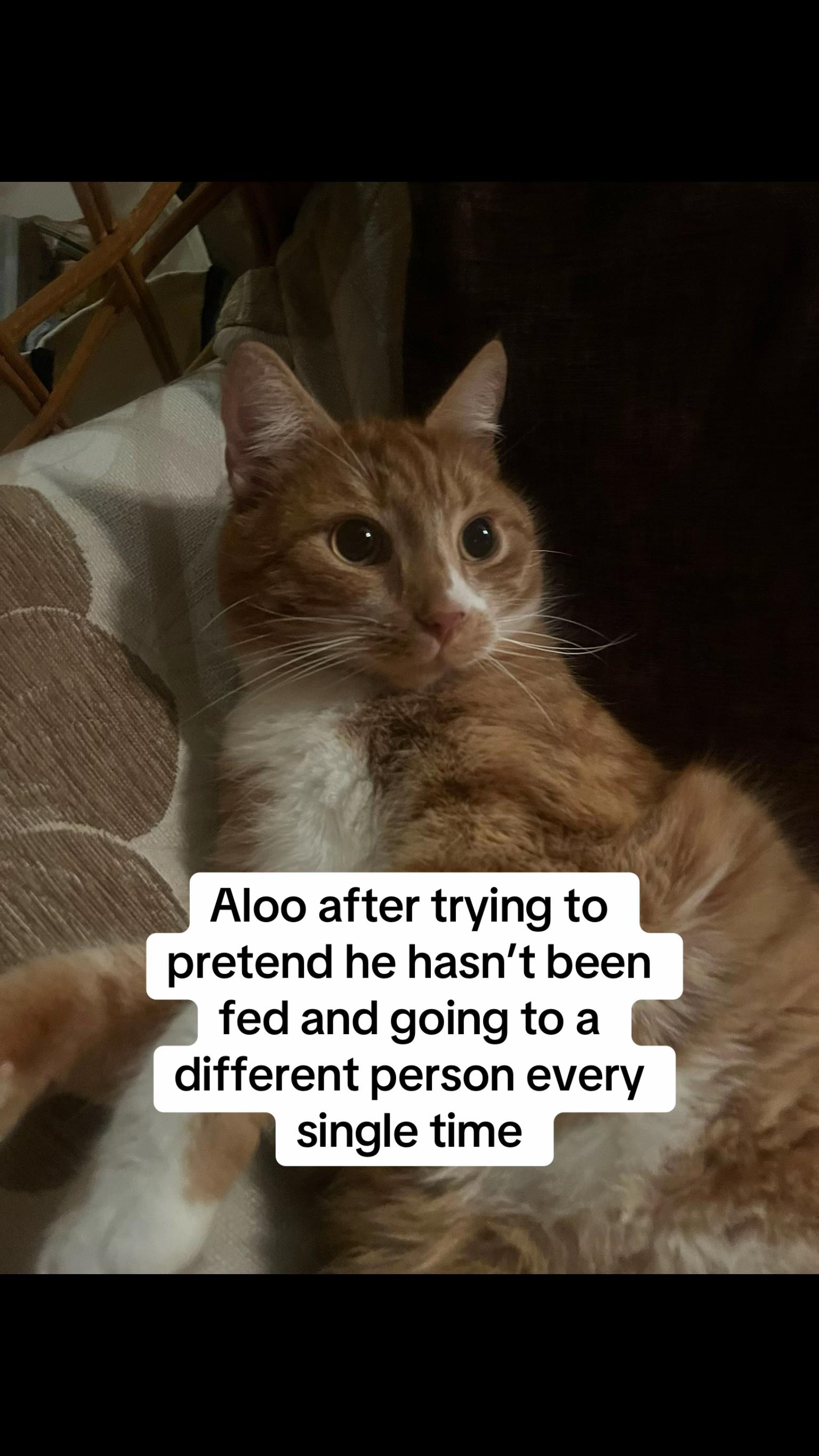 @Aloo The Cat
