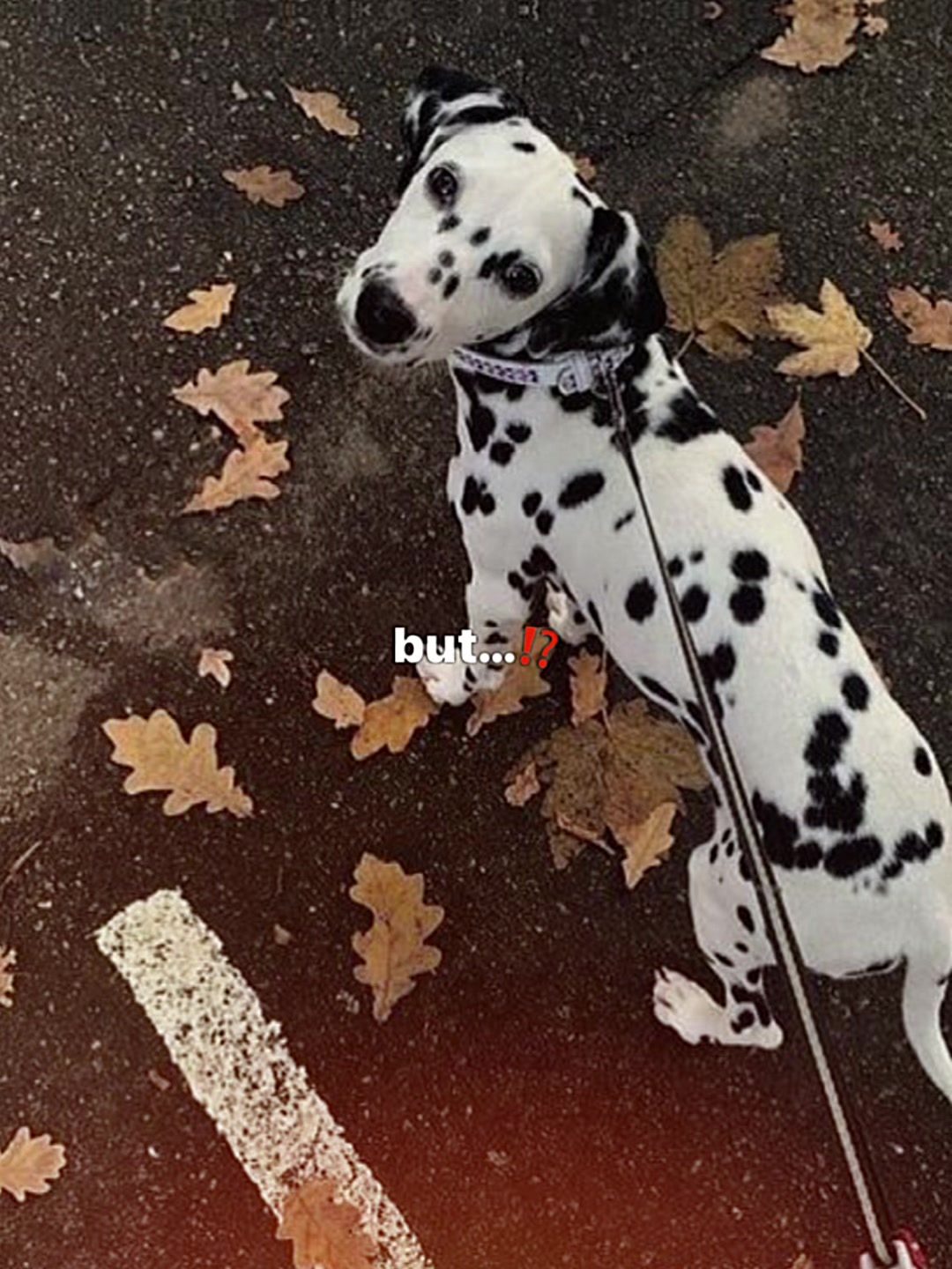 @ℒ𝒾𝓁𝒾𝒶𝓃𝓃𝒶