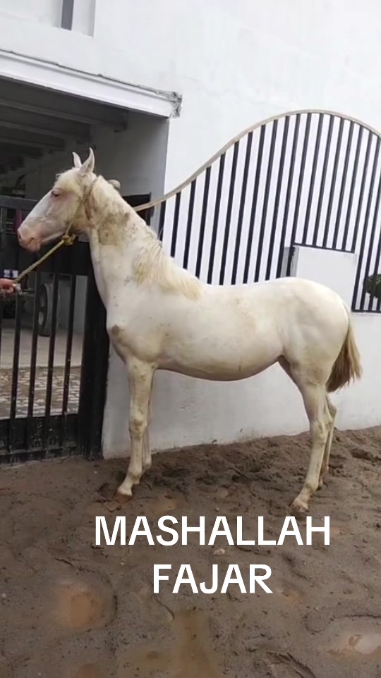 @Farasat Ali Ranjha