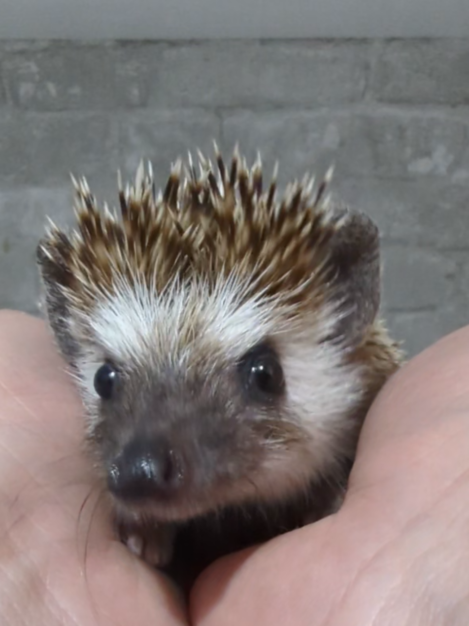 @hedgehogprecision
