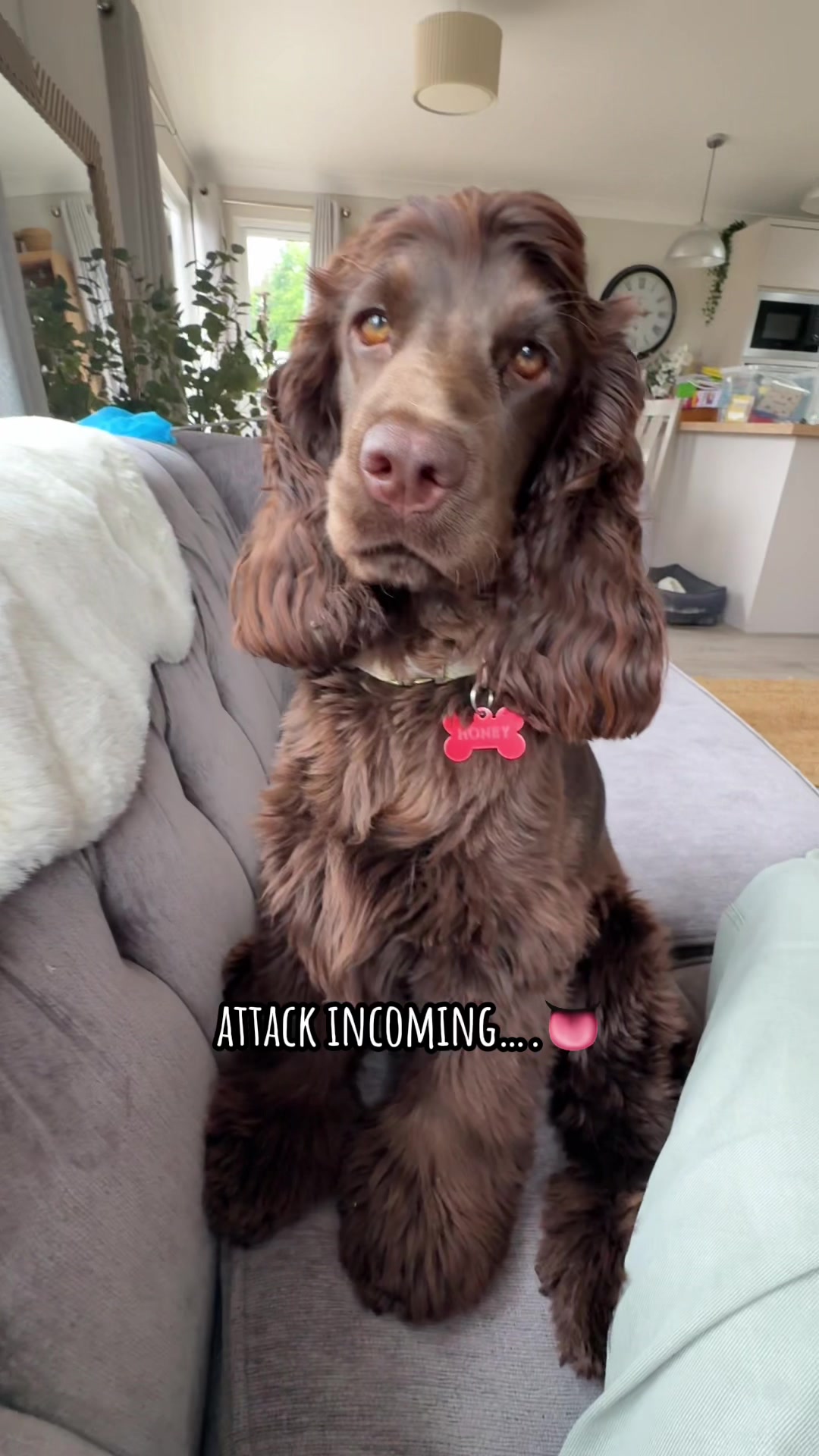 @Honey_The_Show_Cocker 🤎🐾🤎