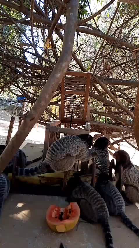 @animais selvagens