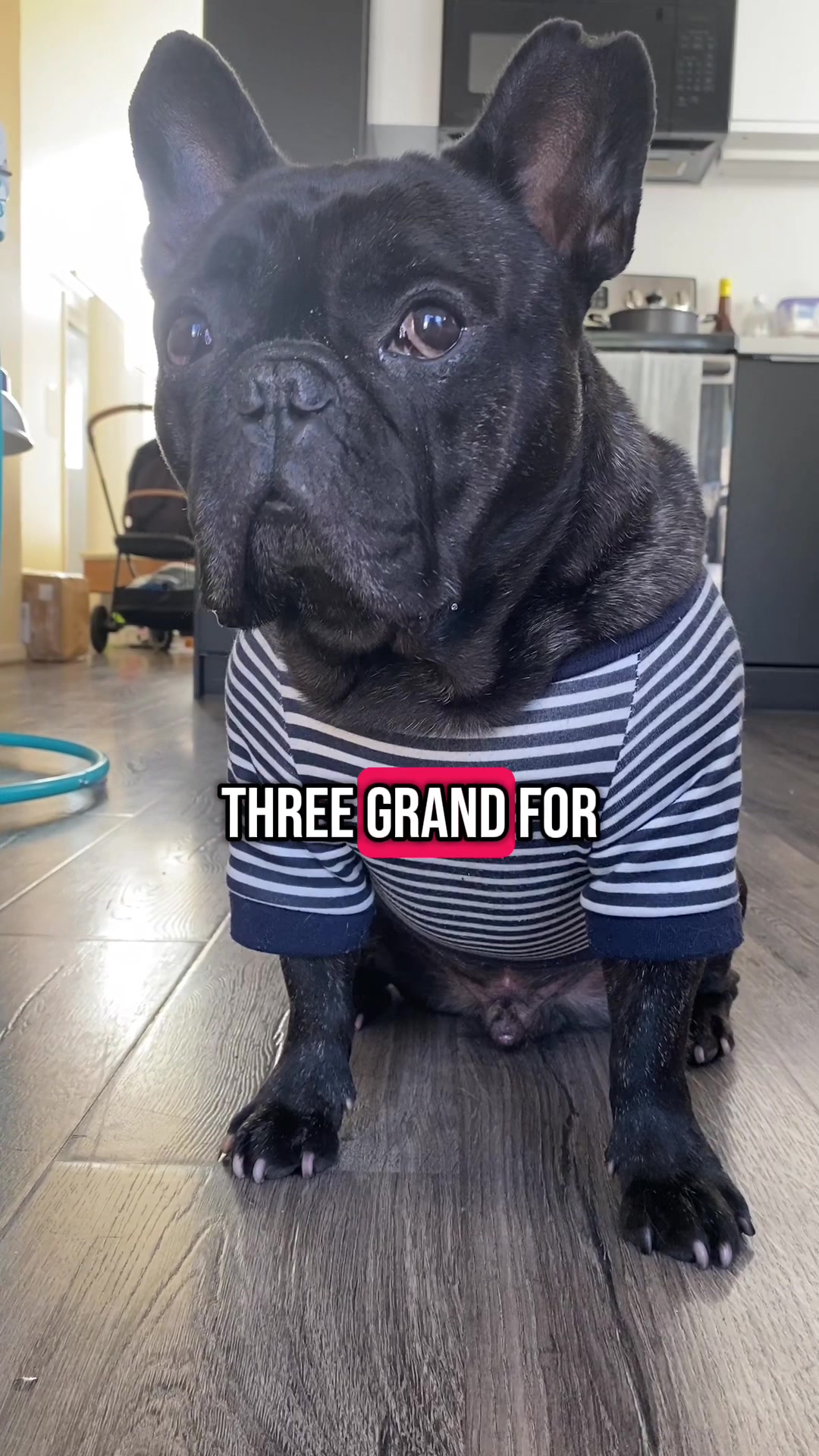 @Bruno the Frenchie