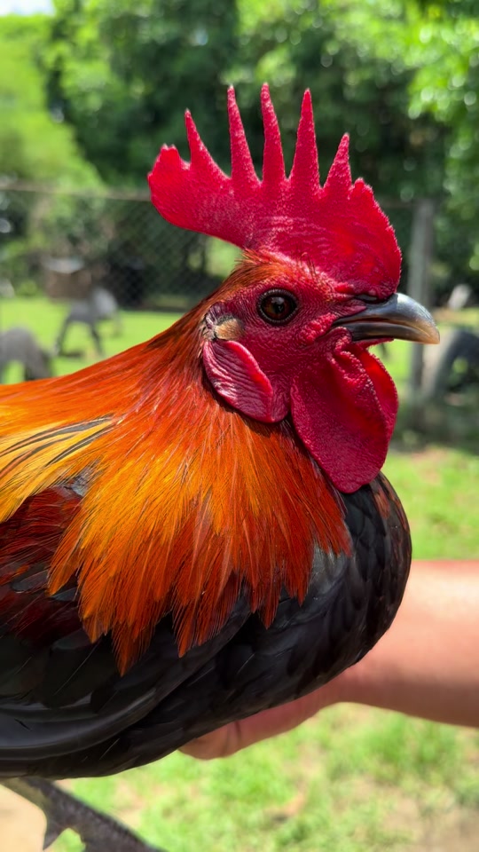 @LA GAME FARM