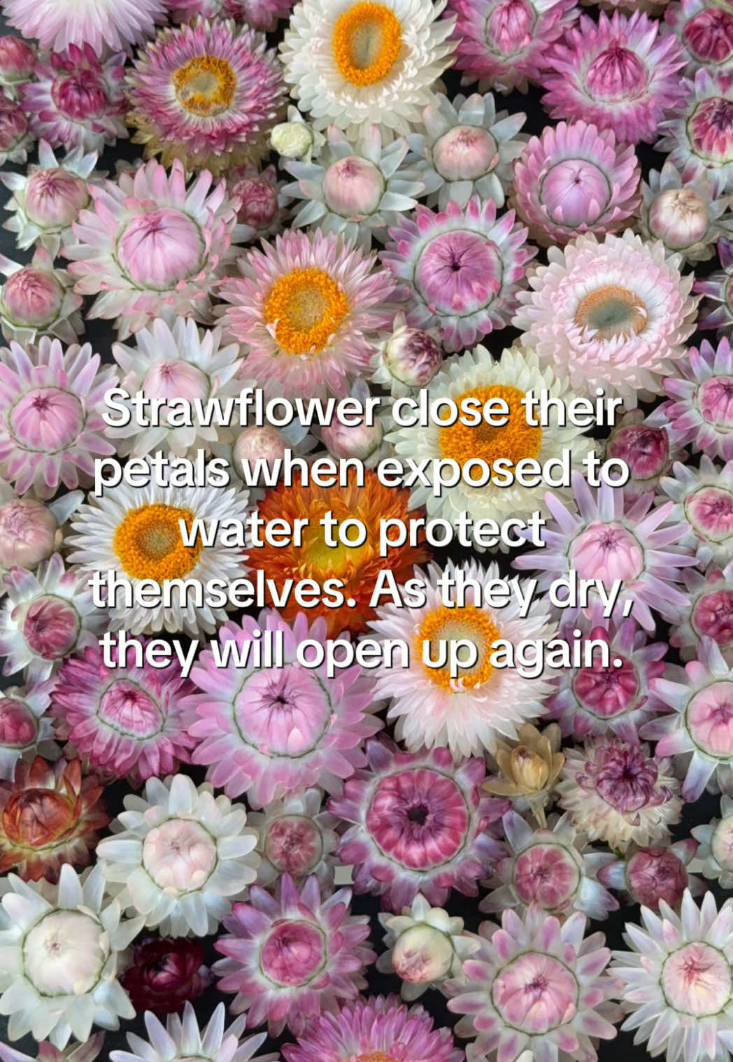 @Liv Floral