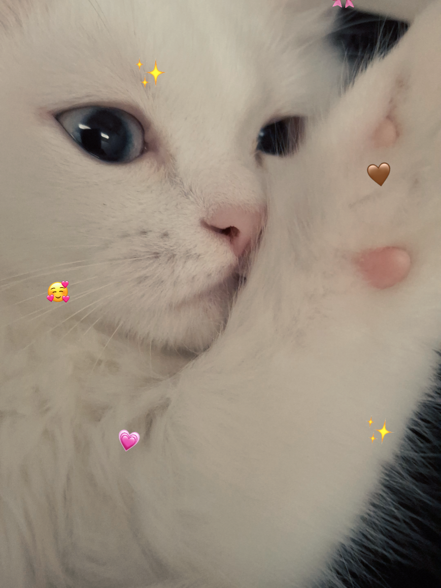 @😺Şila😻Şima😺