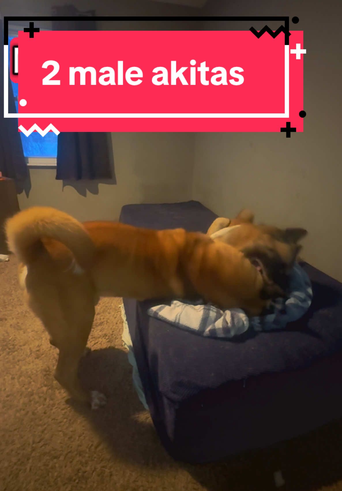 @Akita Brothers