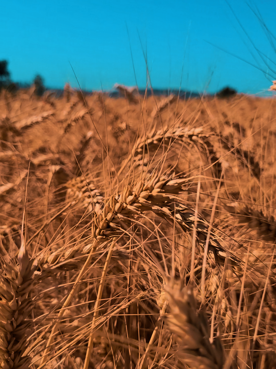 @🌾Anth🧄ny 🚜💨