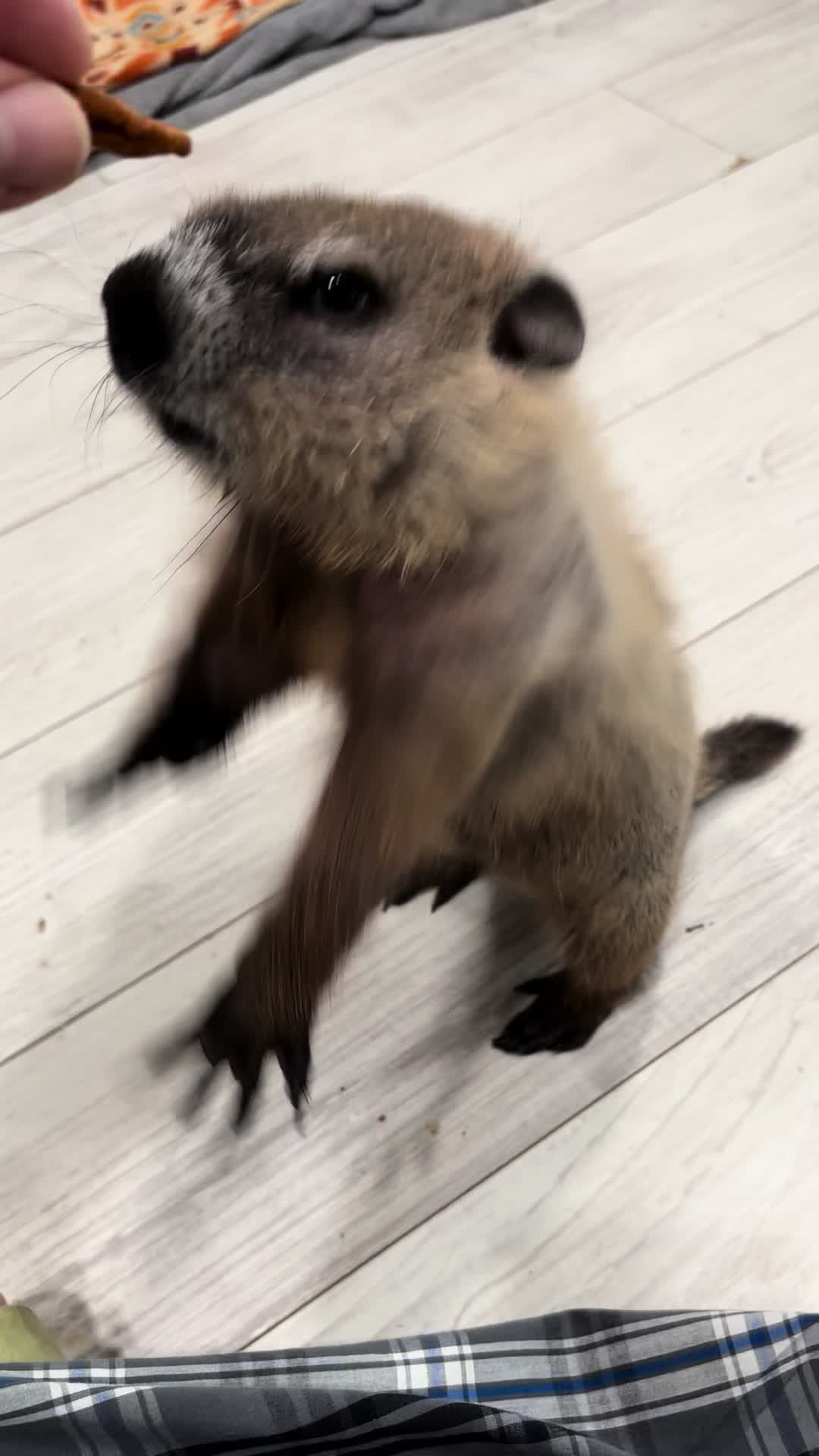 @Wilbur the Woodchuck