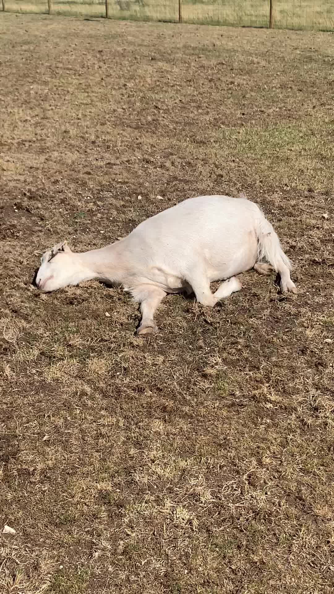 @Walnut Tree Farm
