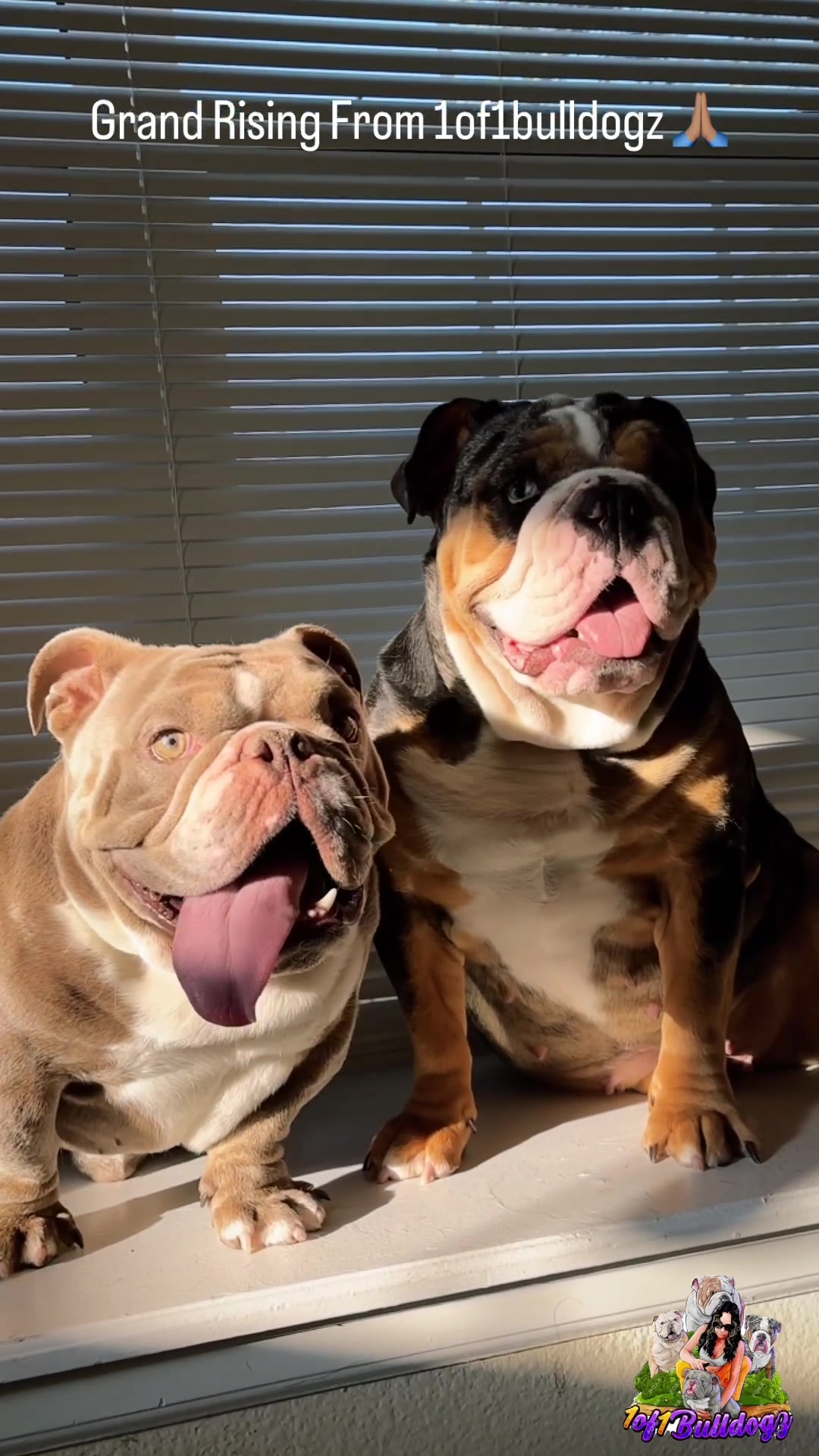 @1of1bulldogz
