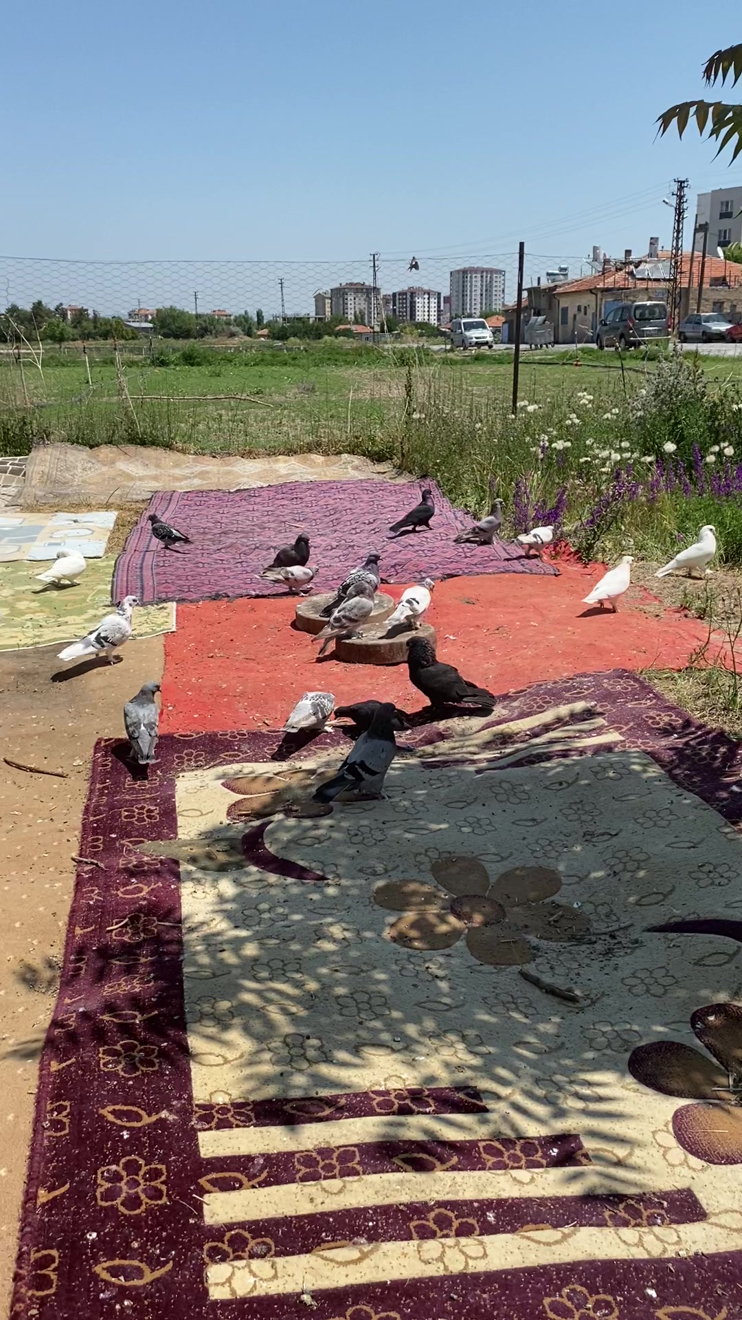 @Kayseri_G&uuml;vercin_diyarı🕊️