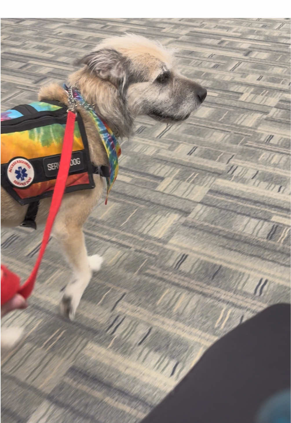 @HazelNutmyservicepup