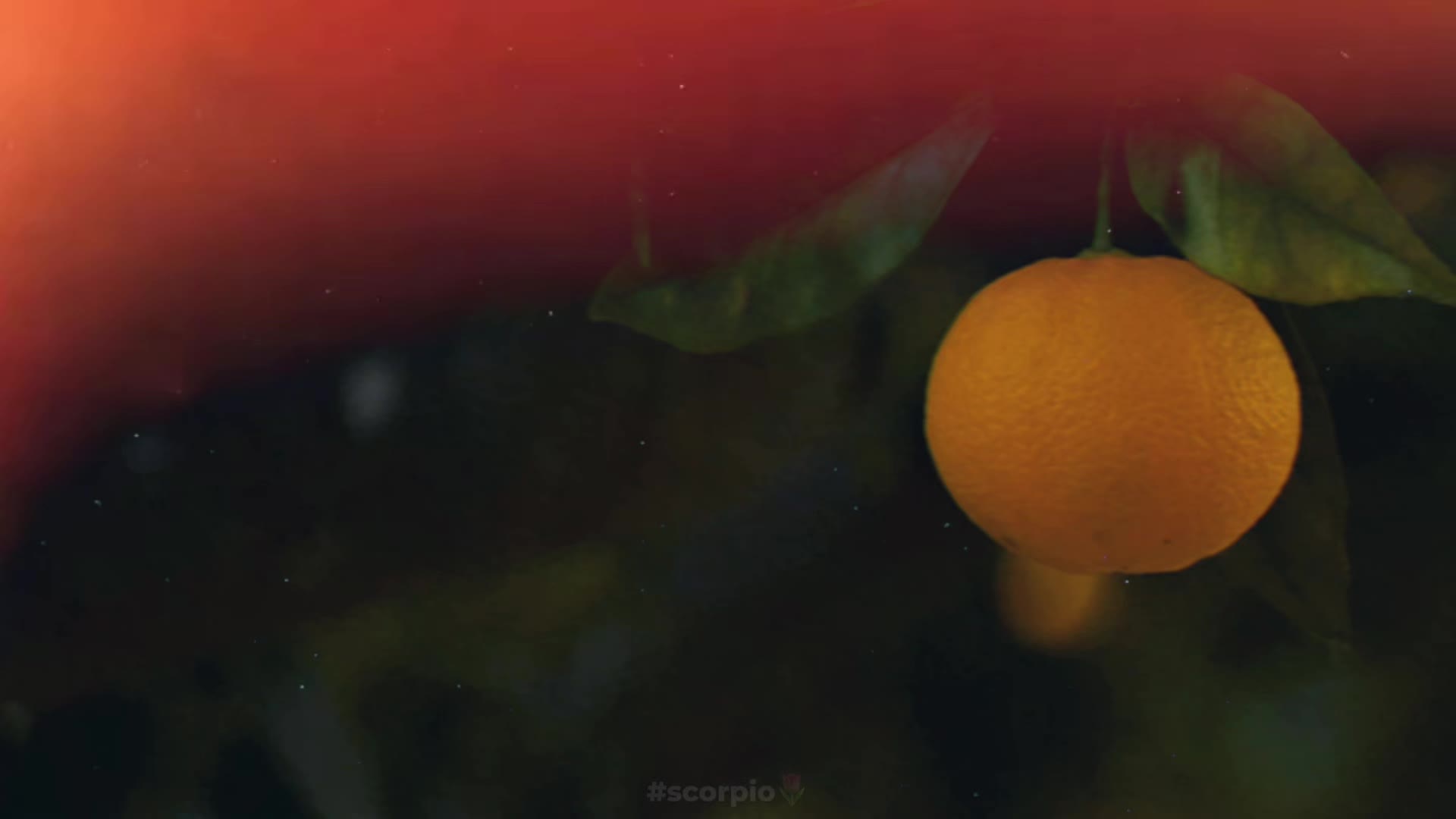@𝑺𝒄𝒐𝒓𝒑𝒊𝒐🩵🌷