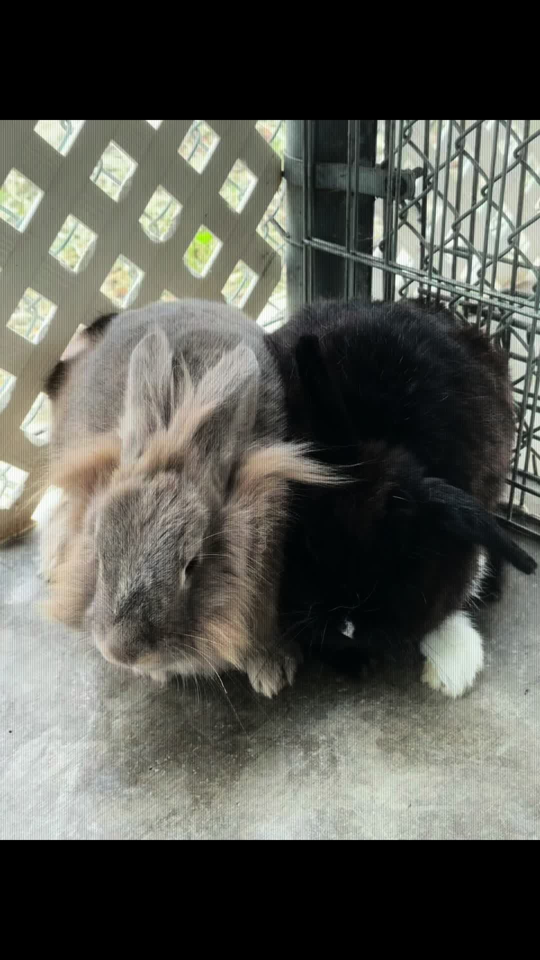 @Bunniesofeastvalley
