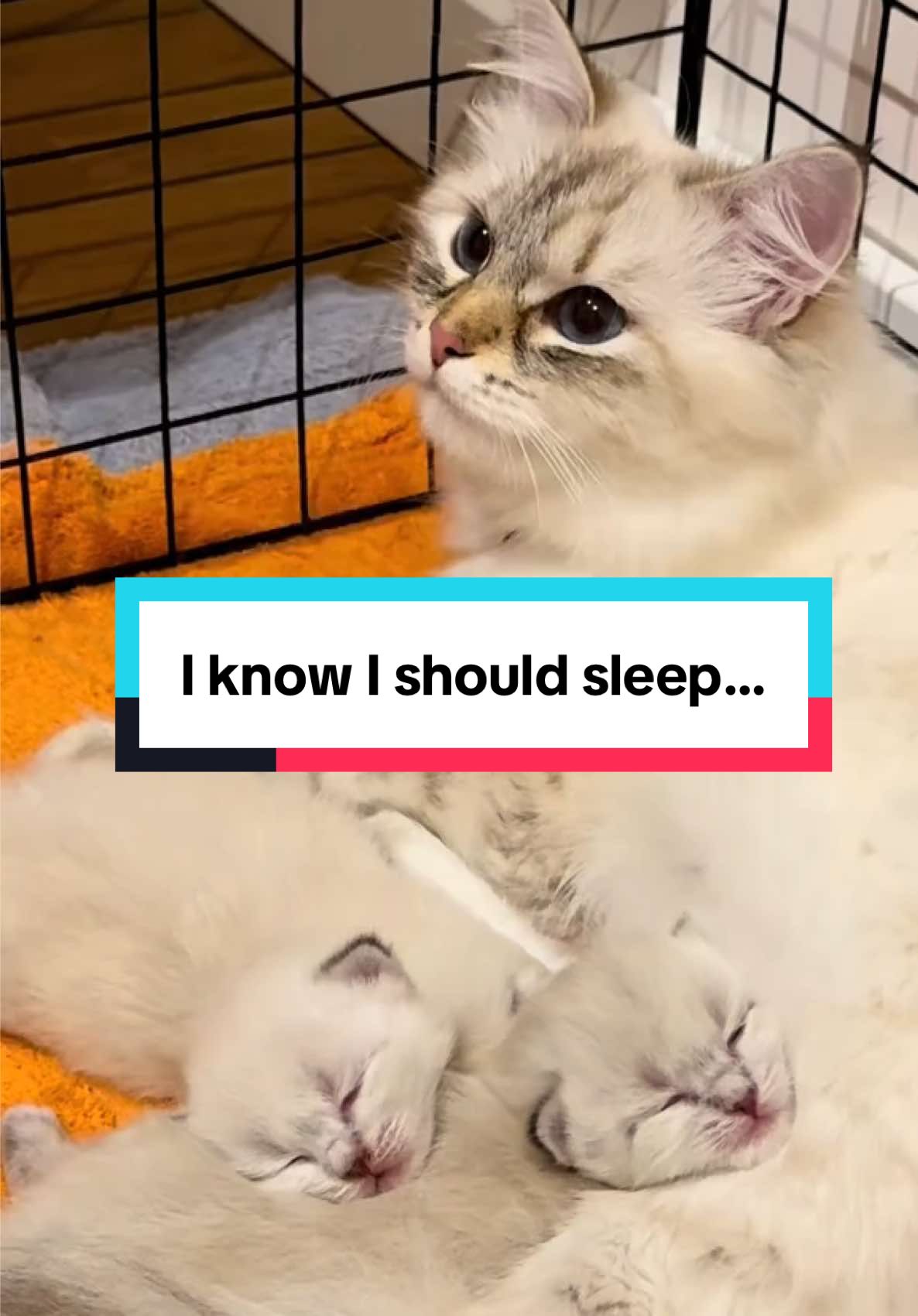 @Siberians Yuki & A&iuml;ko