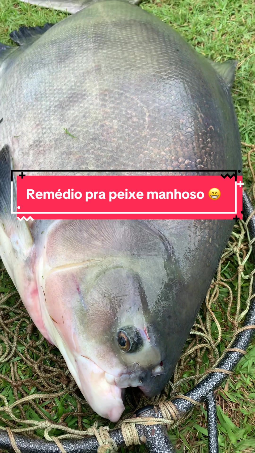 @Dimex Pescador
