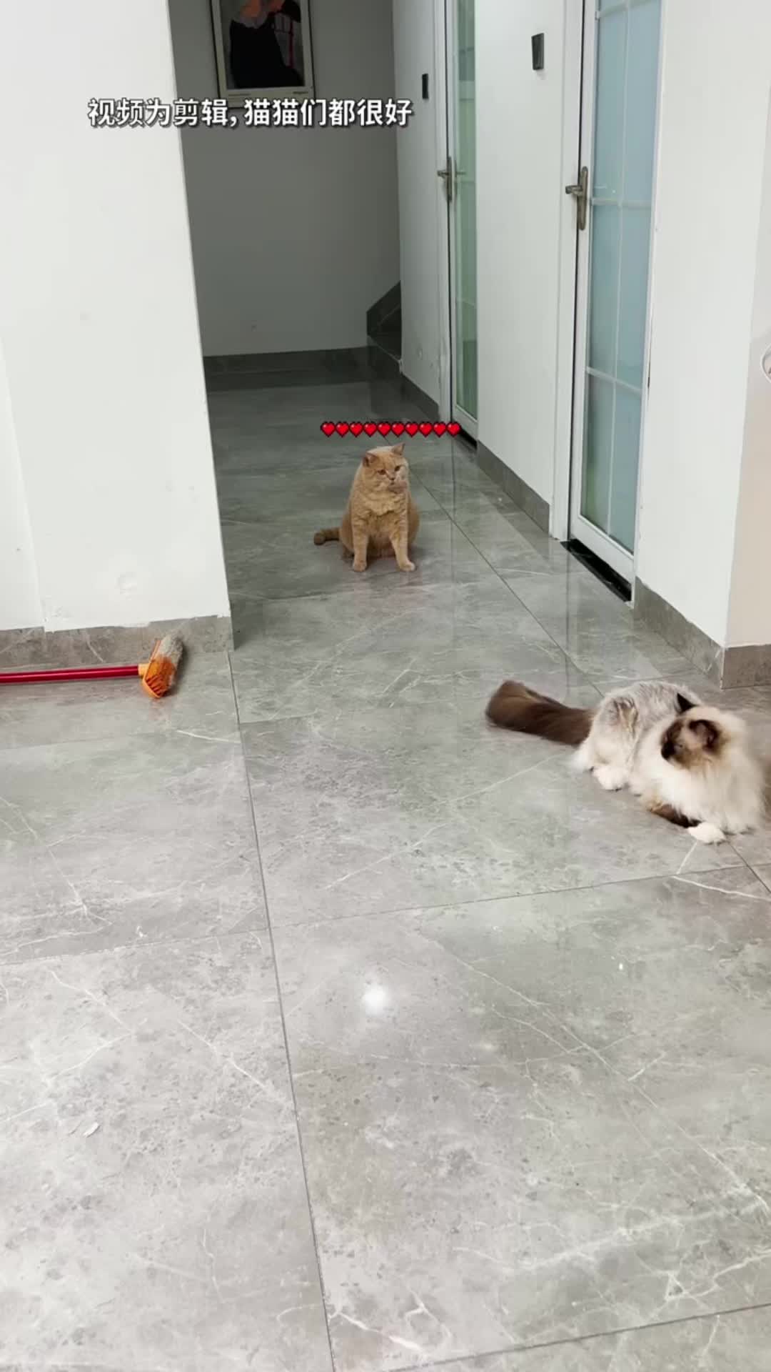 @🤣Cute Funny Pets🤣