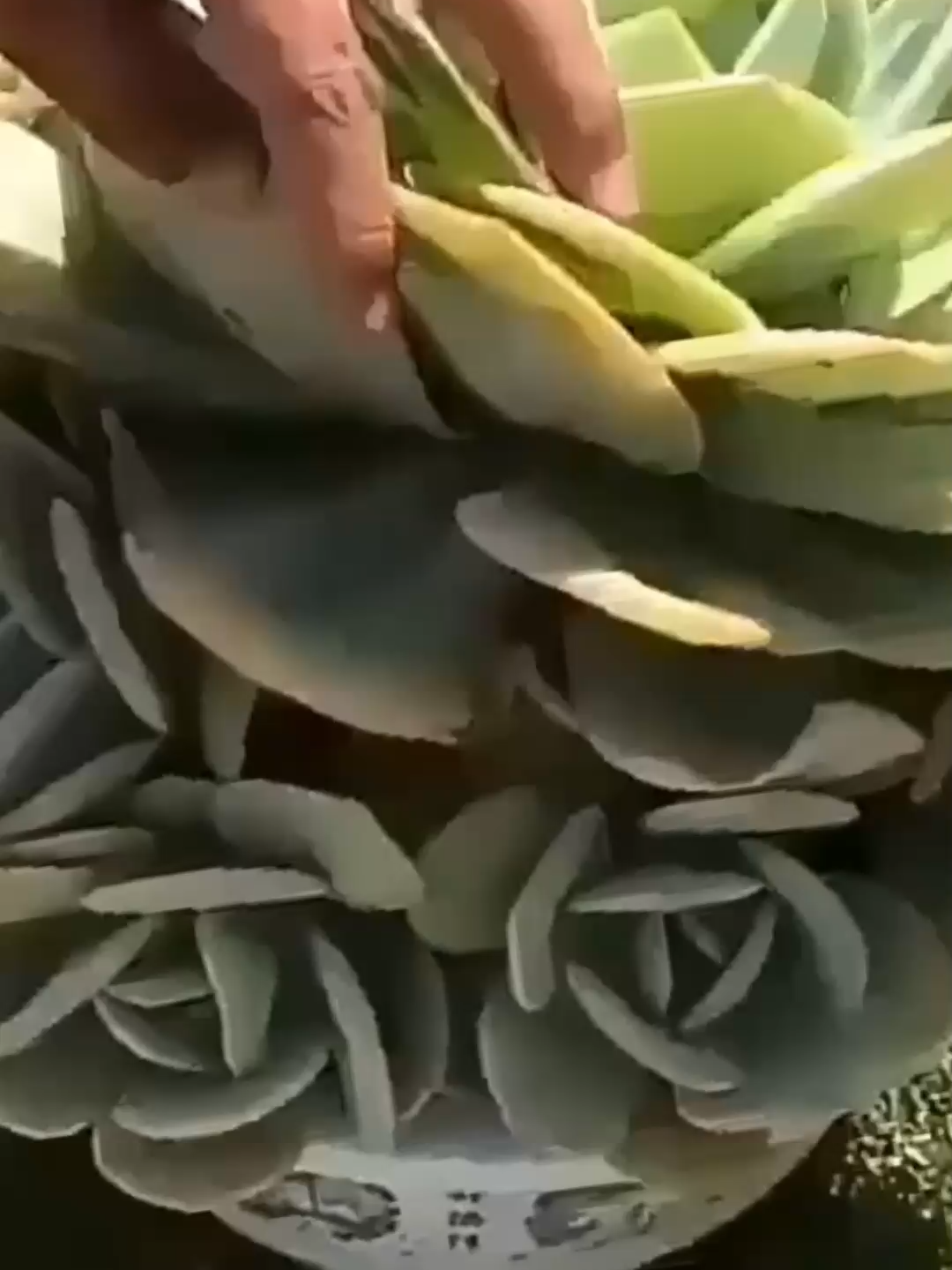 @Cactus y Suculentas