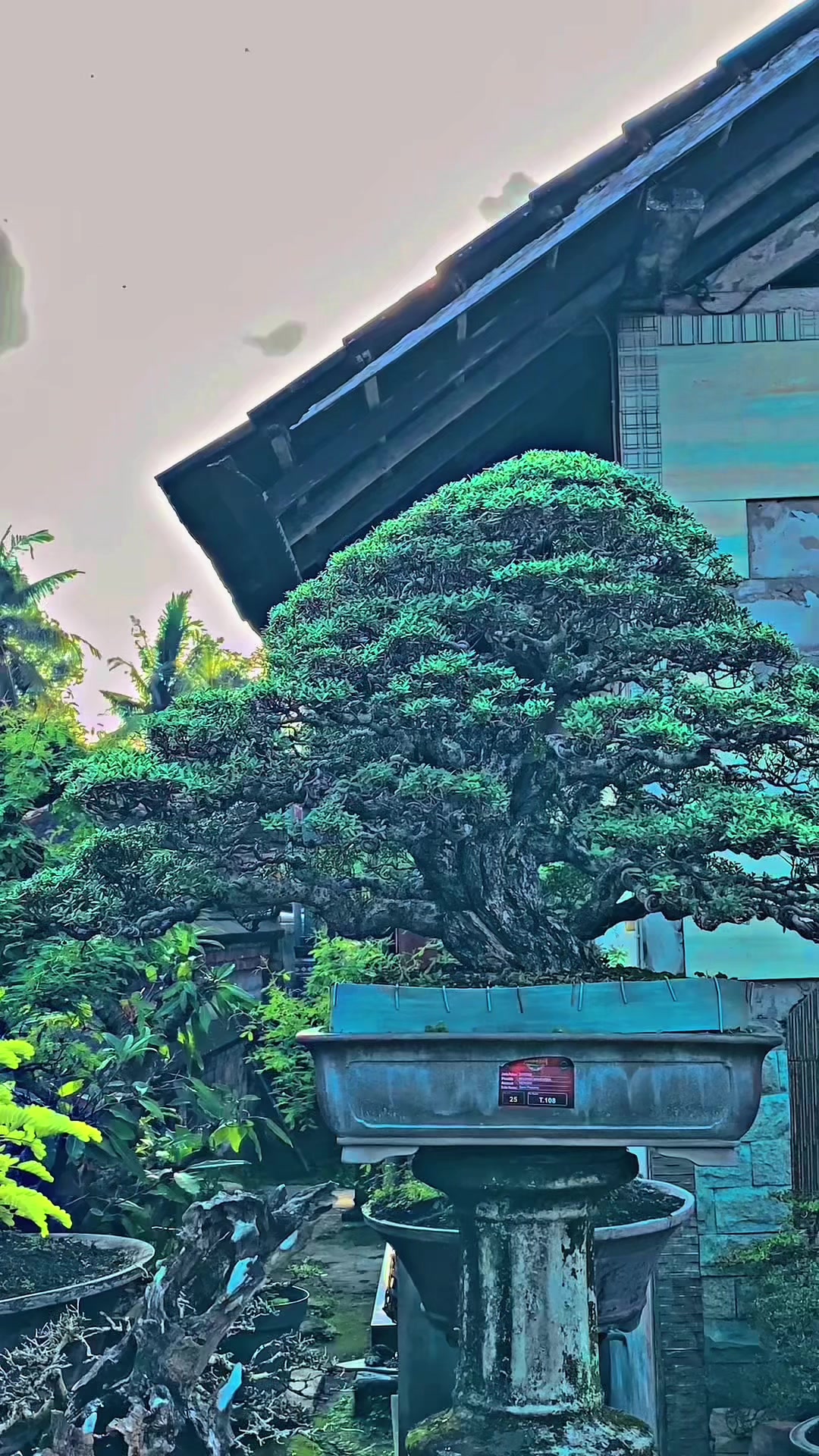 @&ldquo;Cris Art Bonsai&rdquo;