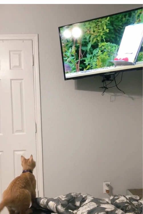 @cat moment