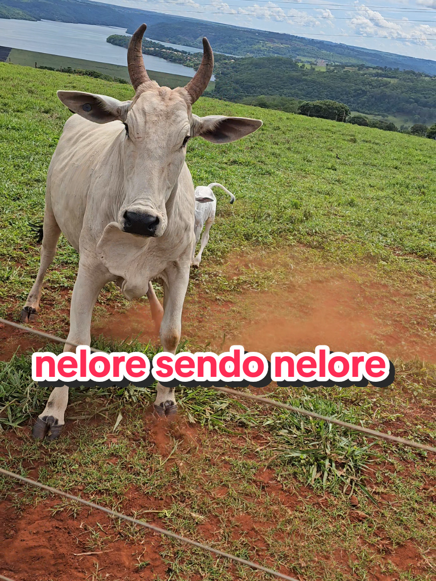 @Geovane neto