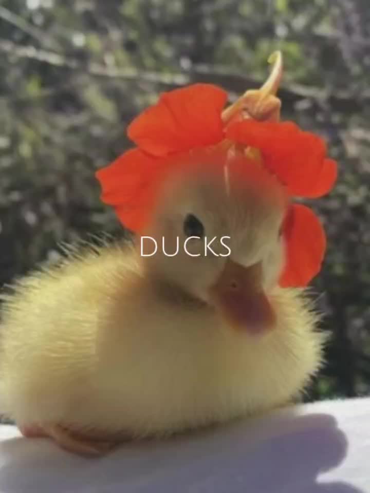 @Ducks