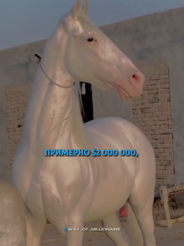 @Way_of_millionaire
